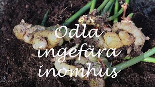 Odla ingefära inomhus [upl. by Enida374]