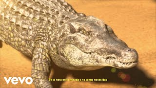 Rels B  LÁGRIMAS DE COCODRILO Lyric Video [upl. by Cumings]