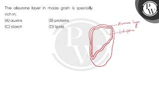 The aleurone layer in maize grain is specially rich in [upl. by Atipul]