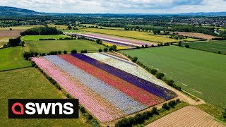 Bumper crop of dazzling confetti fields in Worcestershire  SWNS [upl. by Nirroc280]