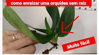 COMO ENRAIZAR UMA ORQUIDEA SEM RAIZ • Muito Fácil [upl. by Jeff]