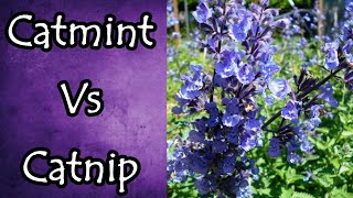 Catmint Vs Catnip and How to Tell the Difference [upl. by Yednil382]