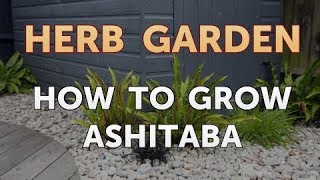 How to Grow Ashitaba [upl. by Adali205]