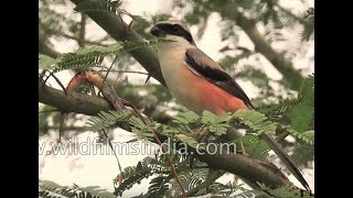 Baybacked Shrike impales prey on thorn Brainfever bird and Small Minivet  Birds of Jawai [upl. by Anahsal358]