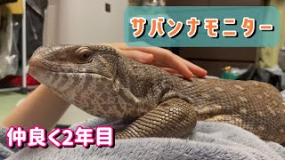 飼い主の片想いの成果、仲良くなれました【サバンナモニター】Varanus exanthematicus [upl. by Alastair]