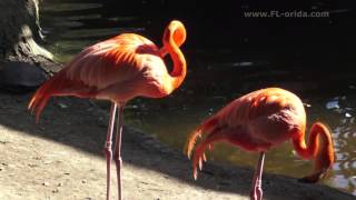 Flamingos at Lowry Park Zoo Tampa FLorida  wwwFLoridacom [upl. by Dlanar]