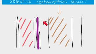 A2 Biology  Selective reabsorption [upl. by Cavan578]