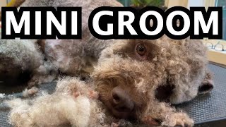 Lagotto Romagnolo Mini groom [upl. by Hephzibah591]