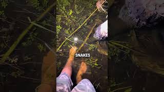 Catching Invasive Snakes fishingarrett [upl. by Armil]