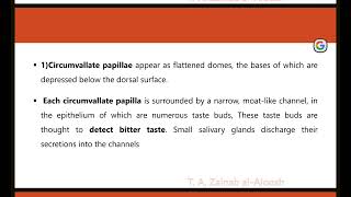 histology lec4 part 6 Circumvallate papillae [upl. by Eimme111]