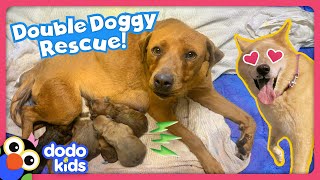 Can Rescue Heroes Save All These Stray Dogs  Rescued  Dodo Kids [upl. by Sigismond585]