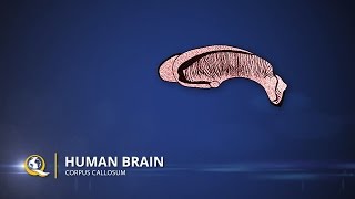 Corpus Callosum  The Human Brain Series  Part 19 [upl. by Hewes]