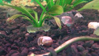 Crayfish eat snail [upl. by Lira]