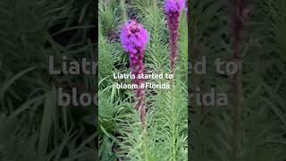 Liatris Spicata [upl. by Chase]