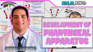 Embryology  Development of Pharyngeal Apparatus [upl. by Wachtel]