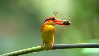 Amazing Life in Tropical Forests  Breathtaking Colorful Birds of the Forest [upl. by Adnahsal317]