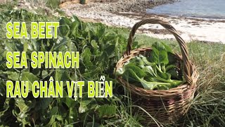 Coastal Foraging Sea Spinach Sea Beet Pick and cook wild coastal vegetable Rau chân vịt biển [upl. by Romanas843]