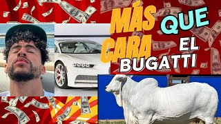 LA VACA QUE VALE MÁS QUE EL BUGATTI DE BAD BUNNY UNA CASA DE LUJO Y UN YATE JUNTOS [upl. by Arreik]