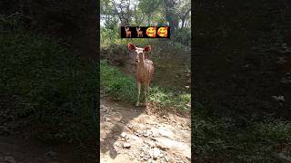 Alwar Sariska van abhyaran 🦌🦌🦌🦌✨✨✨🤗🤗🤗🐅🐅youtube shortclips [upl. by Solotsopa]