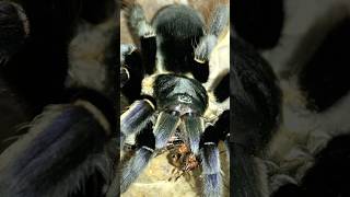 Dancing earth tiger tarantulaOrnithoctonus sp Uthai thani feeding black cricket [upl. by Mariellen]