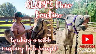 Glorys new routine Teaching a wild mustang to be caught [upl. by Imot984]