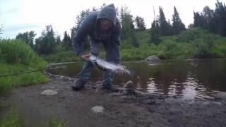 Small stream silver salmon fishing [upl. by Ydna]