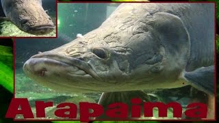 Arapaima gigas  Schinz 1822  Arapaima paiche pirarucu  Aquarium Porte Dorée  30112015 [upl. by Hsan]