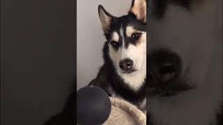 Maya Husky tries to activate ALEXA [upl. by Yrrac]