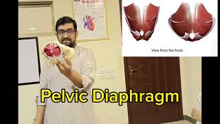 Anatomy of Pelvic Diaphragm anatomy anatomy101 pelvicmuscles yts ytshorts [upl. by Shewmaker]