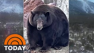 Hank The Tank 500Pound Bear On The Run After Ransacking California Homes [upl. by Hsakiv]