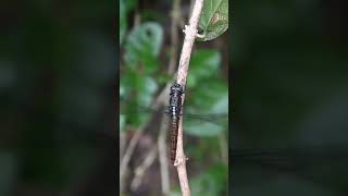 A crimson tailed marsh hawk dragonfly is rapidly beating its wings while sit on a stem butterfly [upl. by Harod]