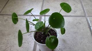 How I Fixed Curly Leaves on my Pilea Peperomioides [upl. by Yenaj]