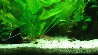 Pelvicachromis taeniatus quotNigeria Redquot first day [upl. by Halliday76]