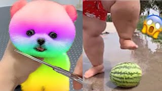 2024 Chó Phốc Sóc Mini 😍 Funny and Cute Pomeranian💖20 直 [upl. by Towill]