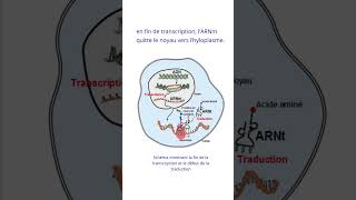 La transcription en expression génétique [upl. by Aelsel]