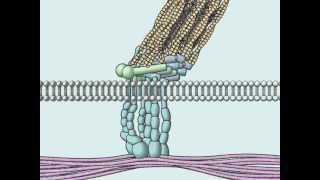 Focal Adhesion [upl. by Yrroc]