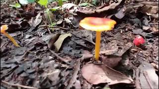 Hygrocybe punicea in wild habitat [upl. by Ayt]