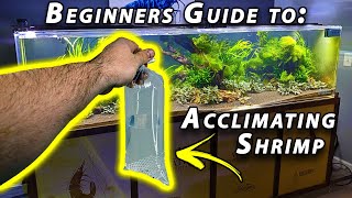 How to Acclimate Freshwater Shrimp Beginner Shrimp Keeping [upl. by Yrgoerg631]