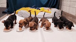 Puppies eating their dinner  6 week old mini dachshunds [upl. by Oicnerolf]