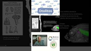 ¿Qué son los otolitos shorts cambioclimático peces cambioclimático morfología [upl. by Yesac]