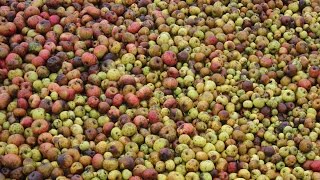 Making Organic Farm Cider in Normandie Fabrication du cidre bio Elaboración de la sidra orgánica [upl. by Eiveneg794]