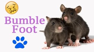 Pet Rat Care Bumblefoot [upl. by Ateiram]