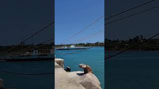 Ships AFT Draft Marking Area and Mooring Arrangement shorts ship viralvideos trending [upl. by Boote904]