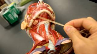 MUSCULAR SYSTEM ANATOMYMuscles of the neck model description [upl. by Attennek]