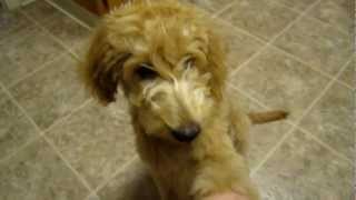 Goldendoodle training 4 12 months [upl. by Anatnas163]