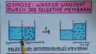 OSMOSE Warum Schiffbrüchige inmitten von Wasser verdursten  lessonsathome [upl. by Allemat784]