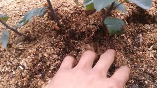 Propagation Apple Rootstock Layering Part 2 [upl. by Madelle680]