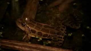 Pickerel frogs calling [upl. by Xxam963]