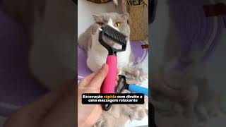 Remova os pelos mort0s gatos gatosengraçados [upl. by Alina]