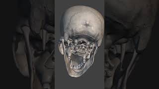 viralvideo 💥 animation video of musculoskelental system 3d animation video of anatomy bone [upl. by Sellihca882]